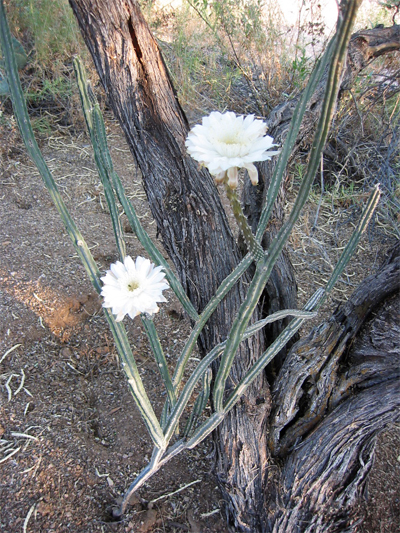 Queen cactus